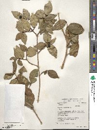 Eugenia uniflora image