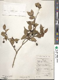 Eugenia uniflora image