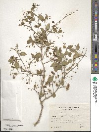 Eugenia uniflora image