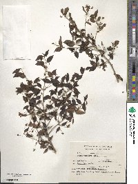 Eugenia uniflora image