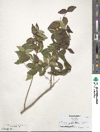 Eugenia uniflora image