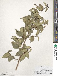 Eugenia uniflora image