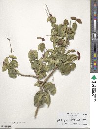 Eugenia uniflora image