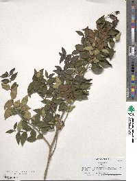 Eugenia uniflora image