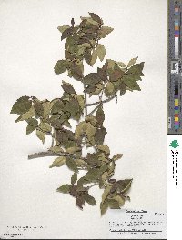 Eugenia uniflora image