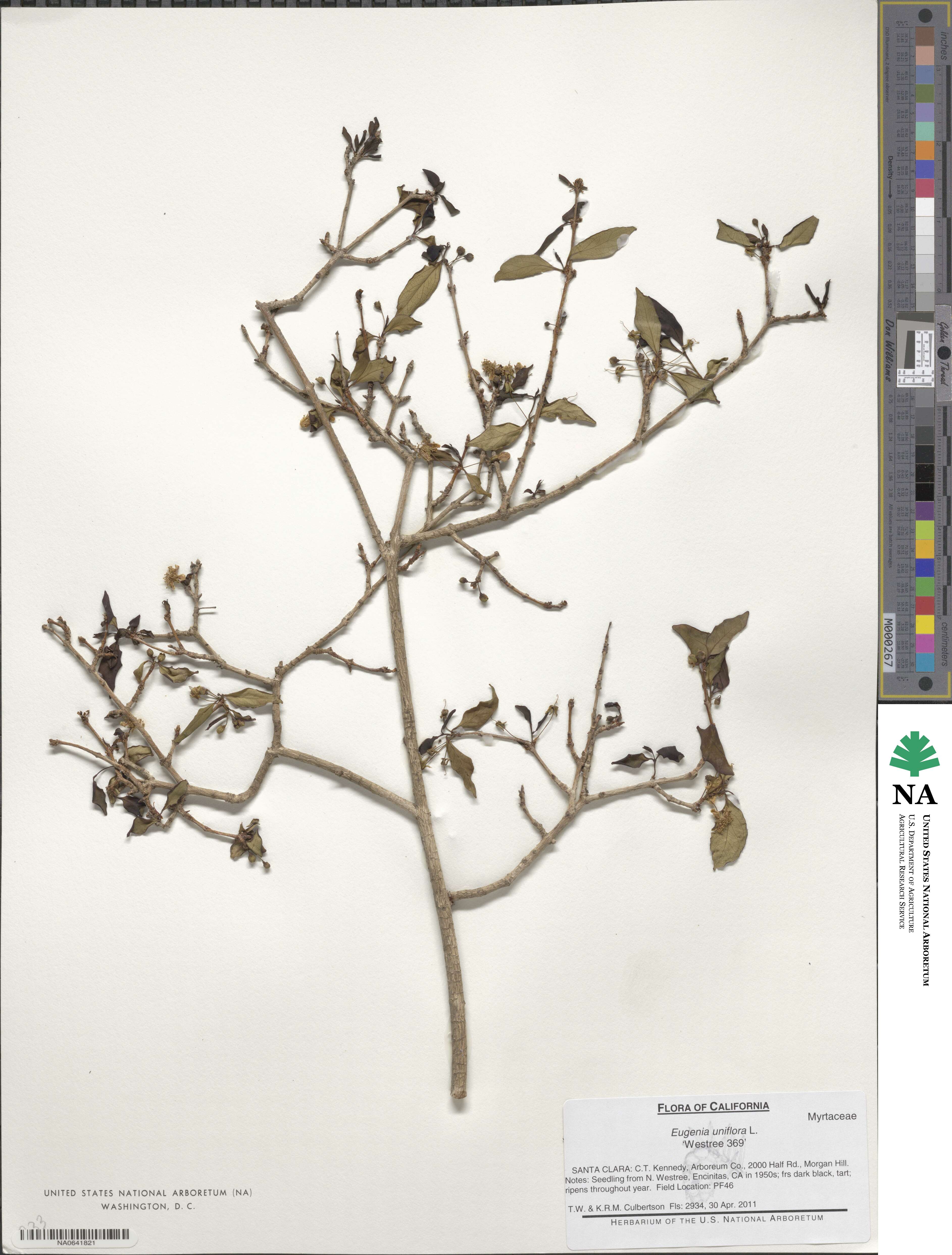 Eugenia uniflora image