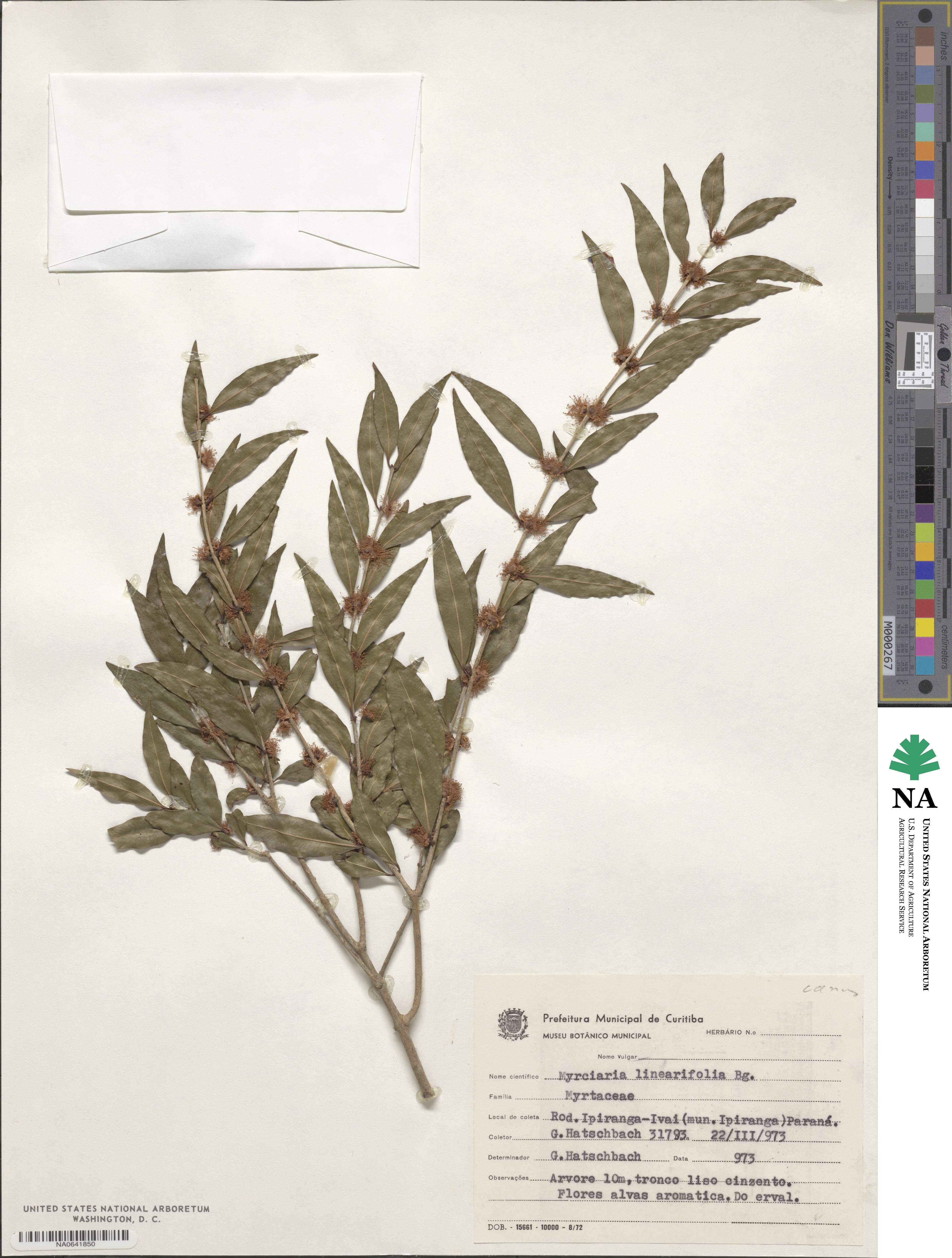 Myricaria longifolia image