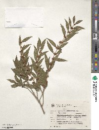 Myricaria longifolia image