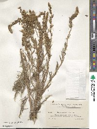 Myricaria germanica image