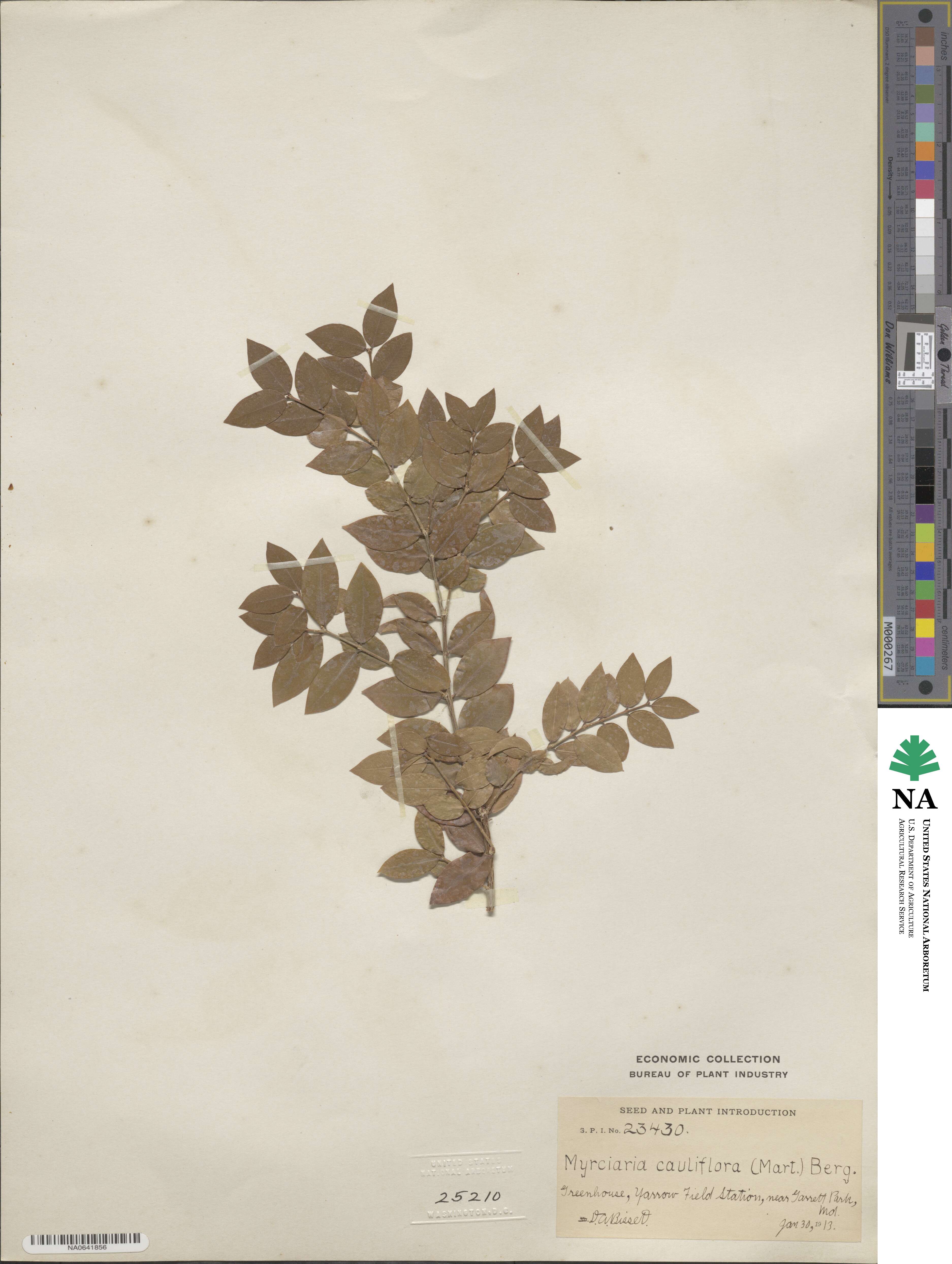 Plinia cauliflora image