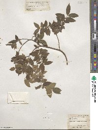 Plinia cauliflora image