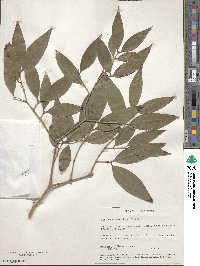 Plinia cauliflora image