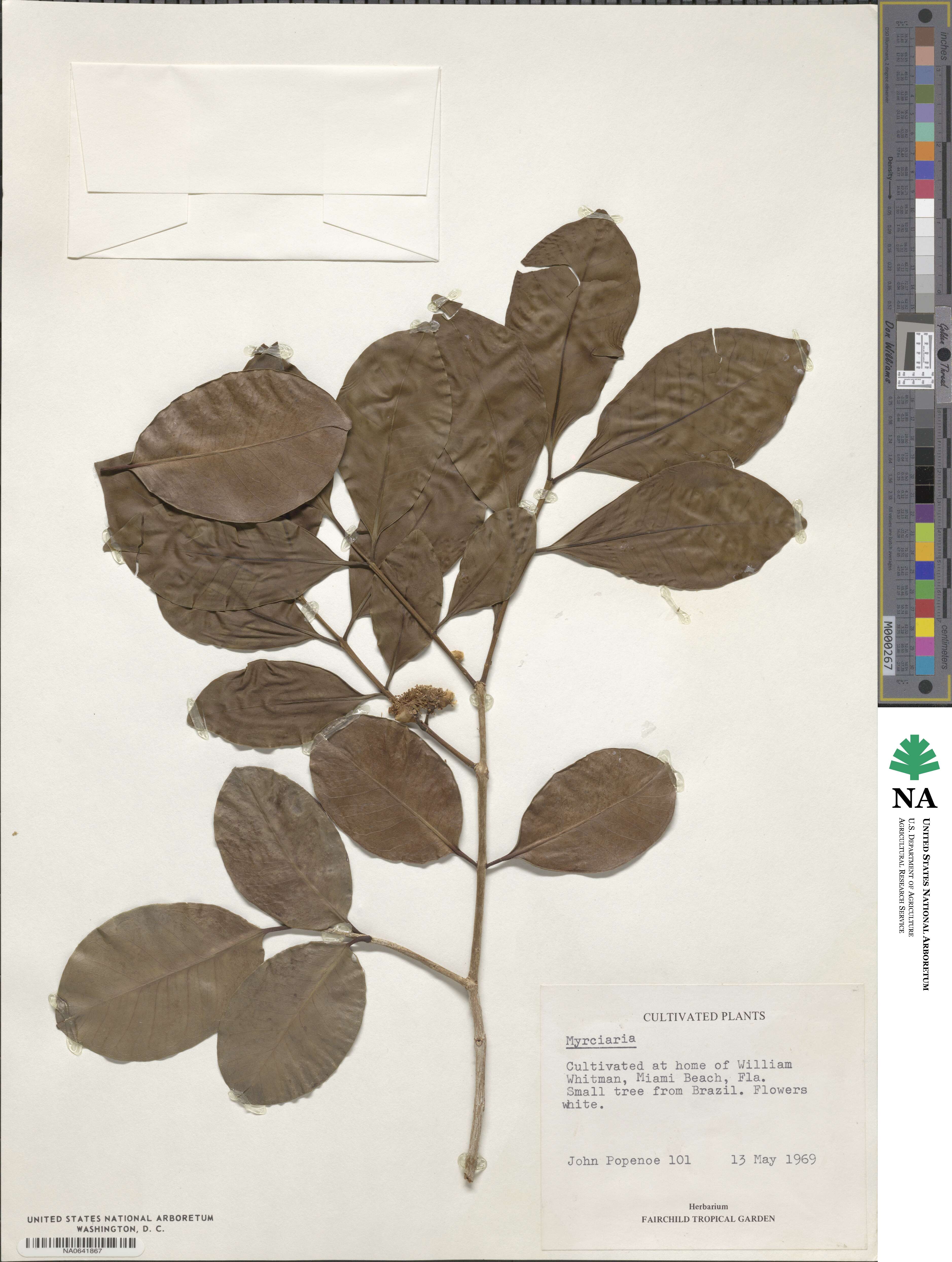 Myrciaria image