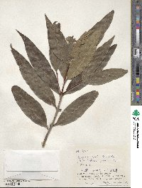 Syzygium jambos image