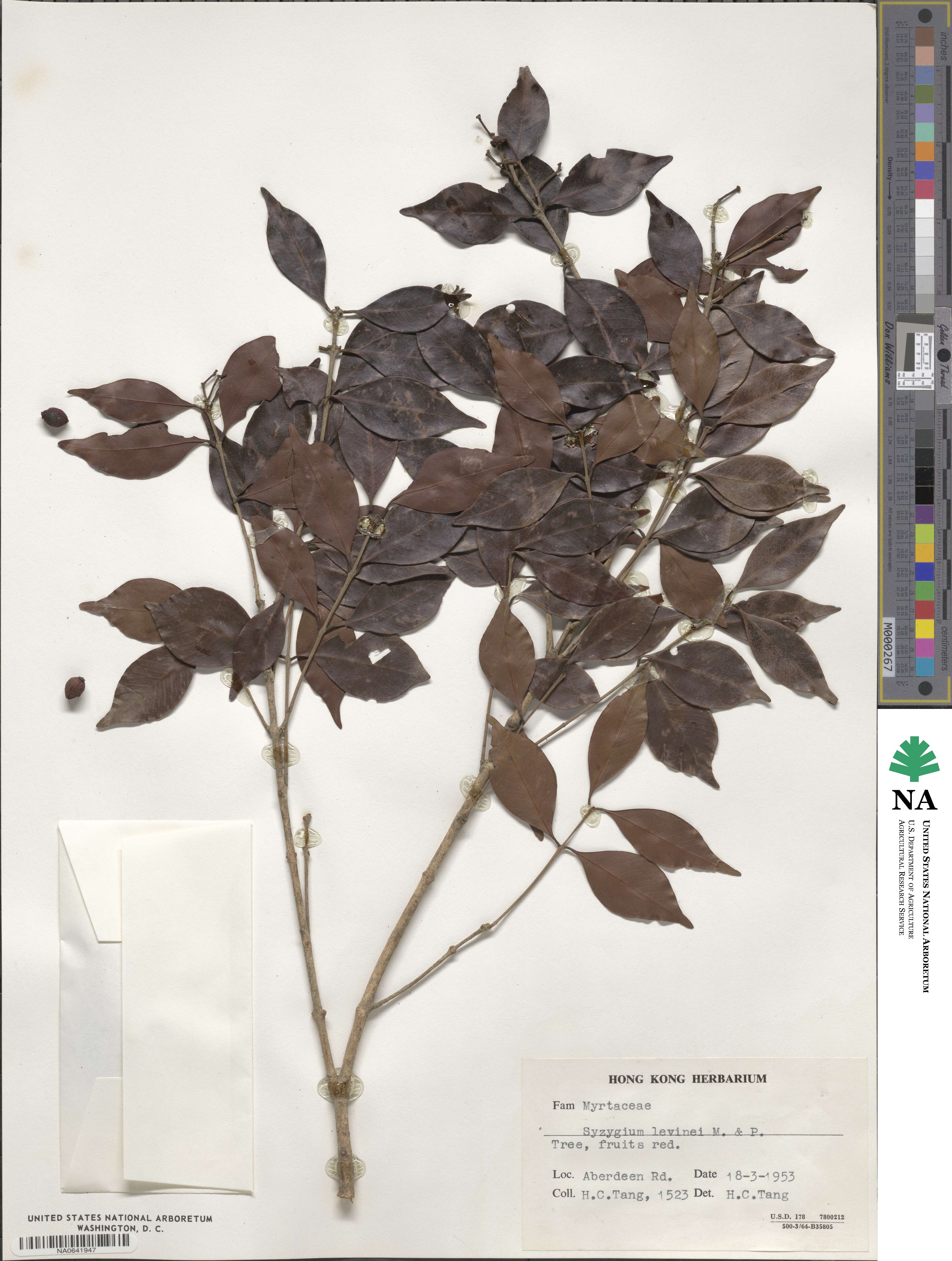 Syzygium levinei image