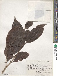 Syzygium cumini image