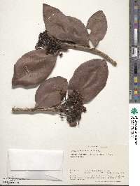 Syzygium guineense image