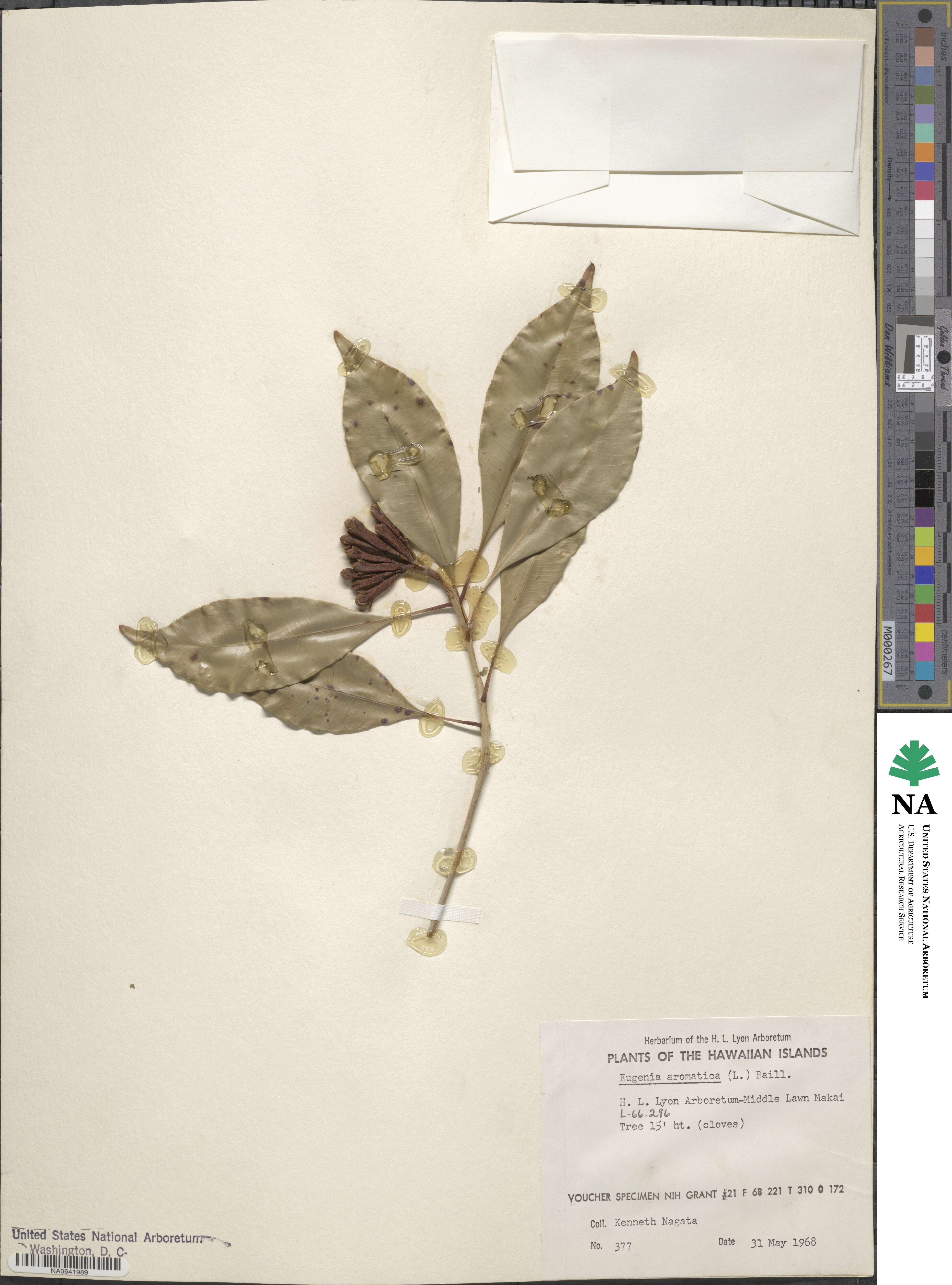 Syzygium aromaticum image