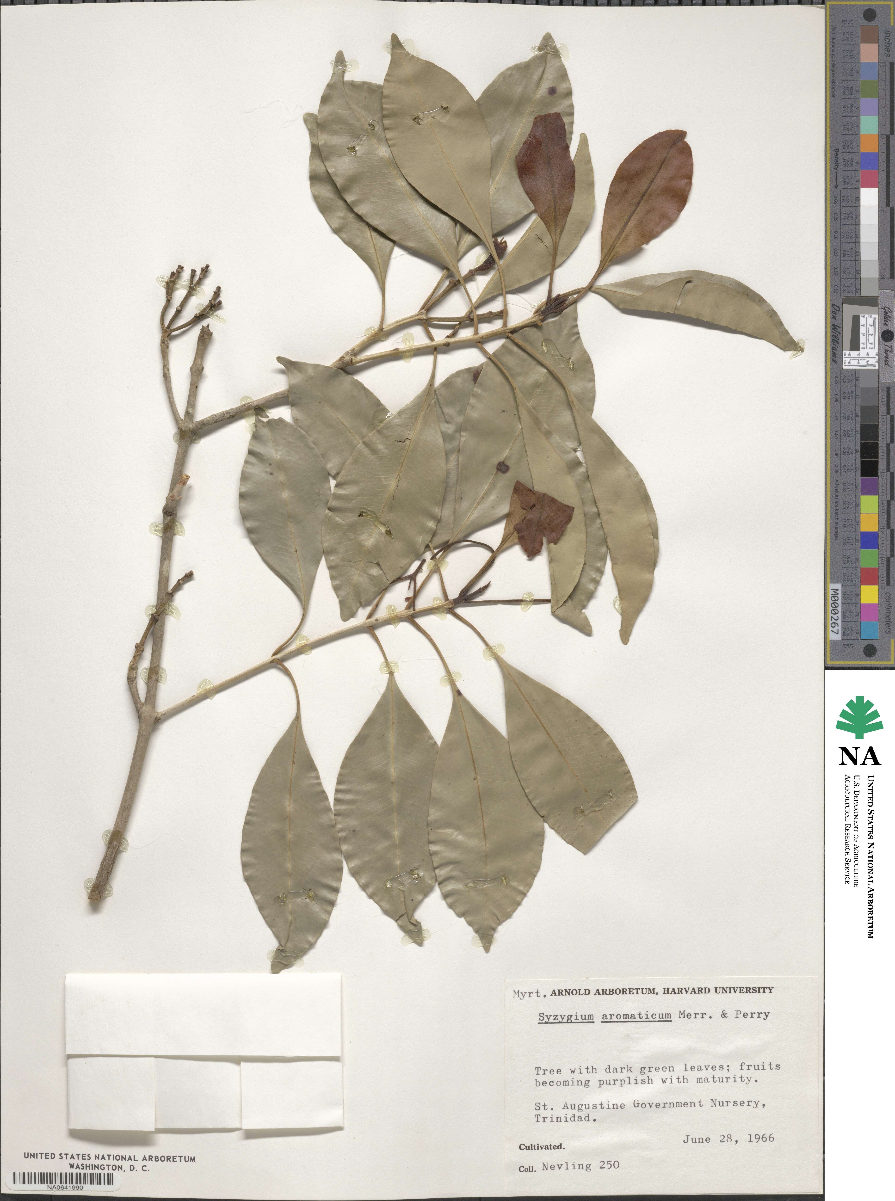 Syzygium aromaticum image