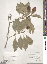 Syzygium aromaticum image