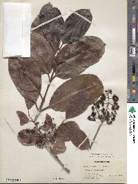 Syzygium cumini image