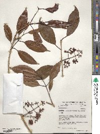 Syzygium cumini image