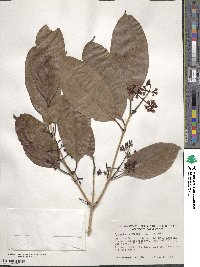 Syzygium cumini image