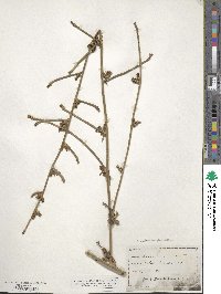 Cichorium pumilum image