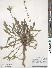 Cichorium intybus image