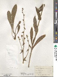 Cichorium intybus image