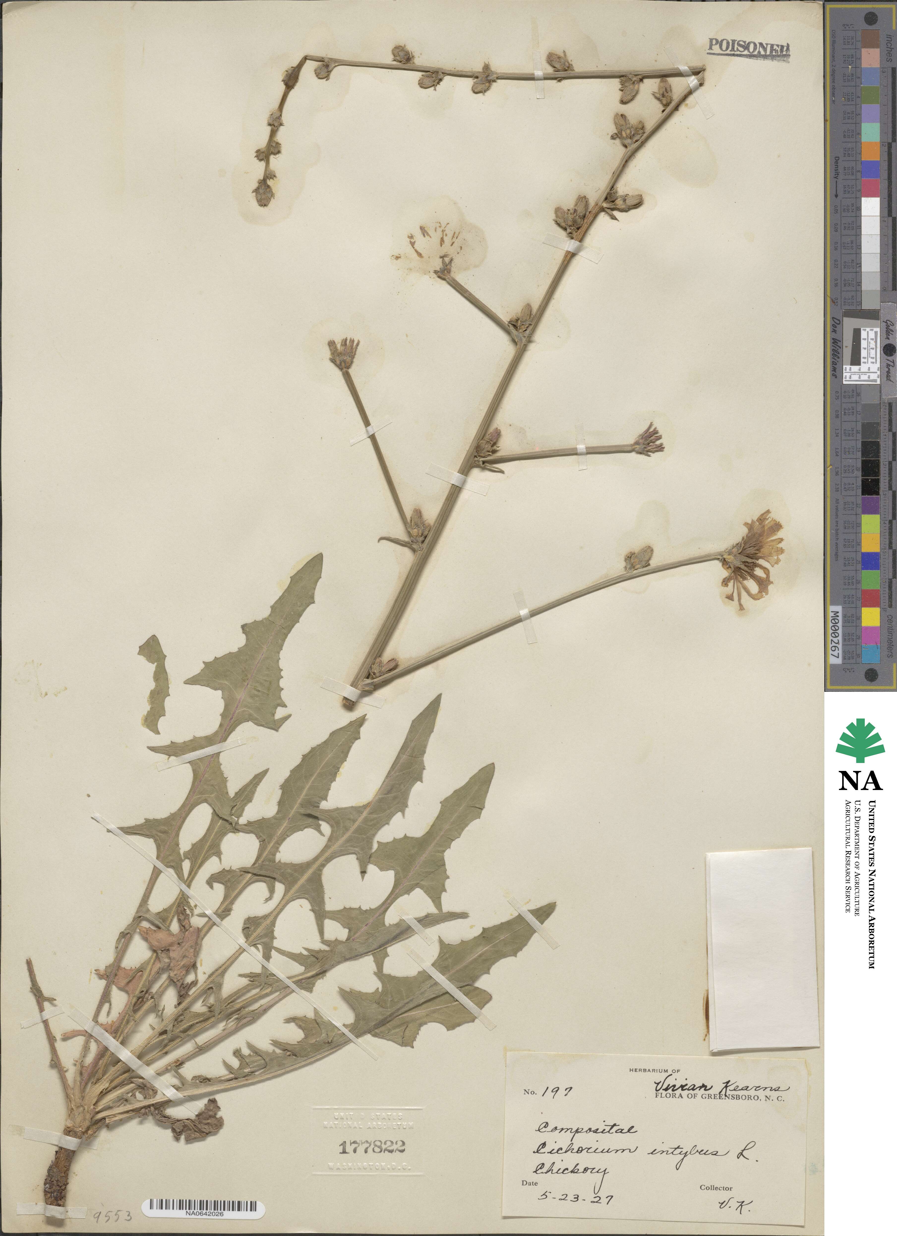 Cichorium intybus image
