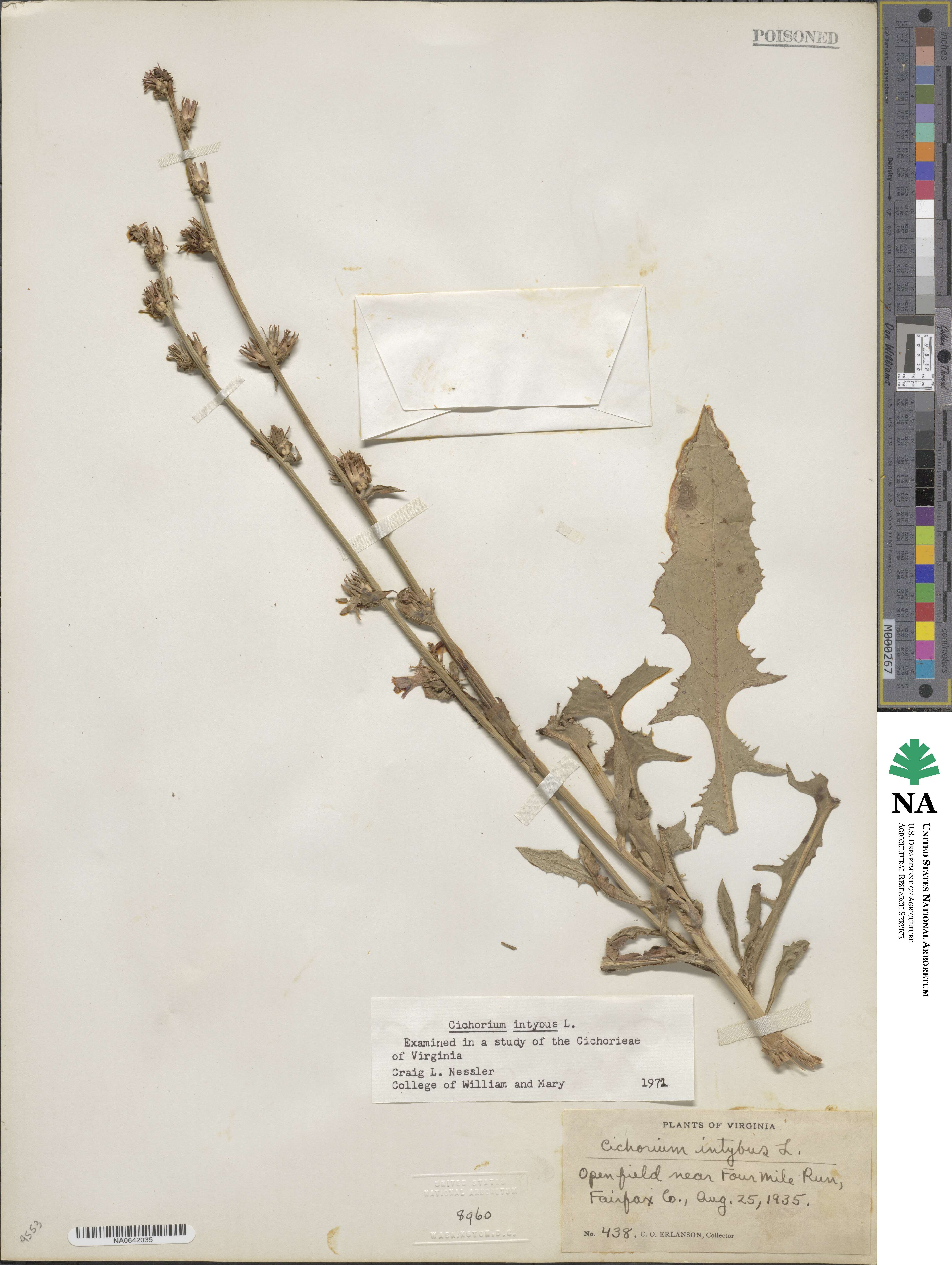 Cichorium image