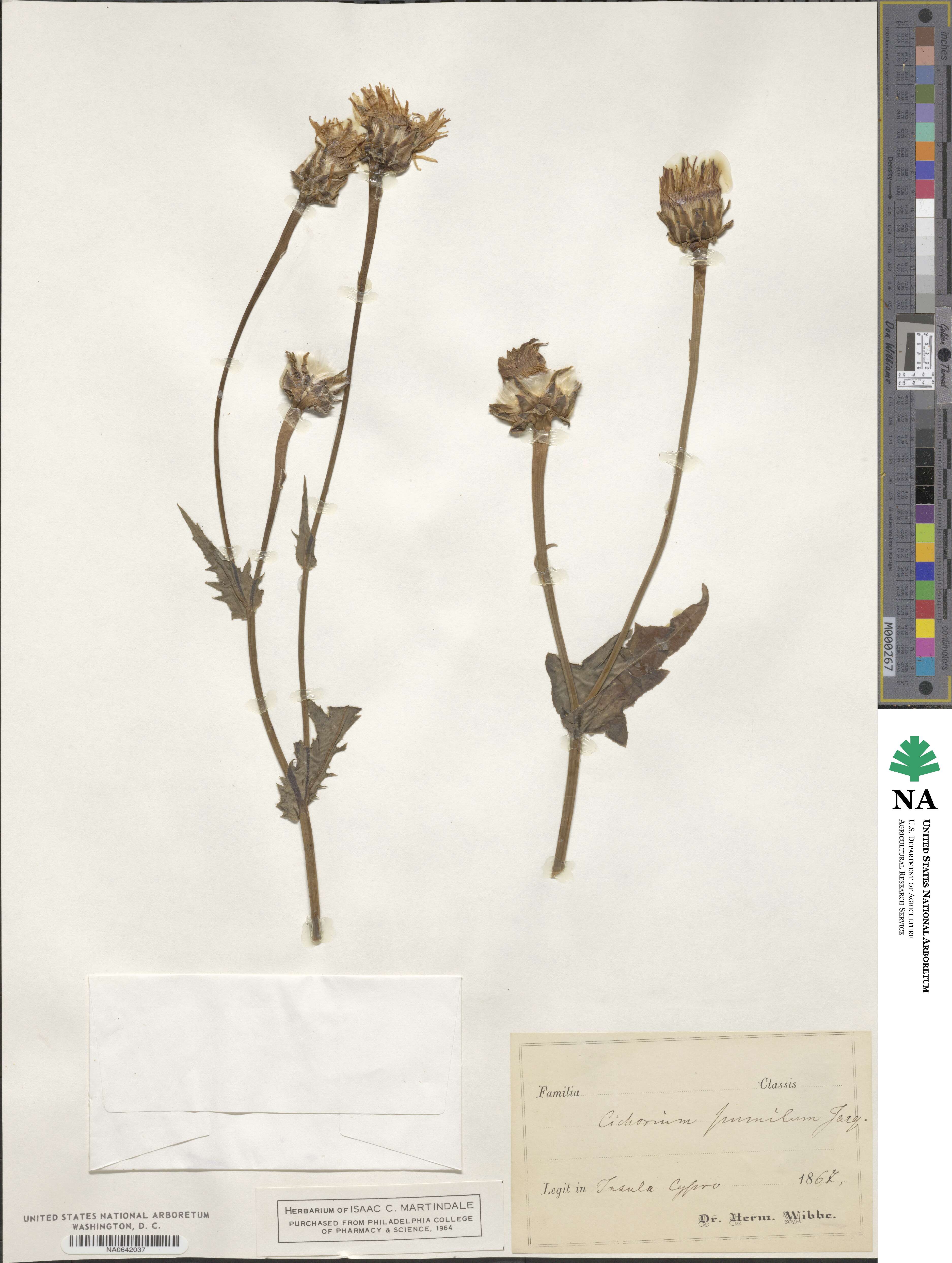 Cichorium pumilum image