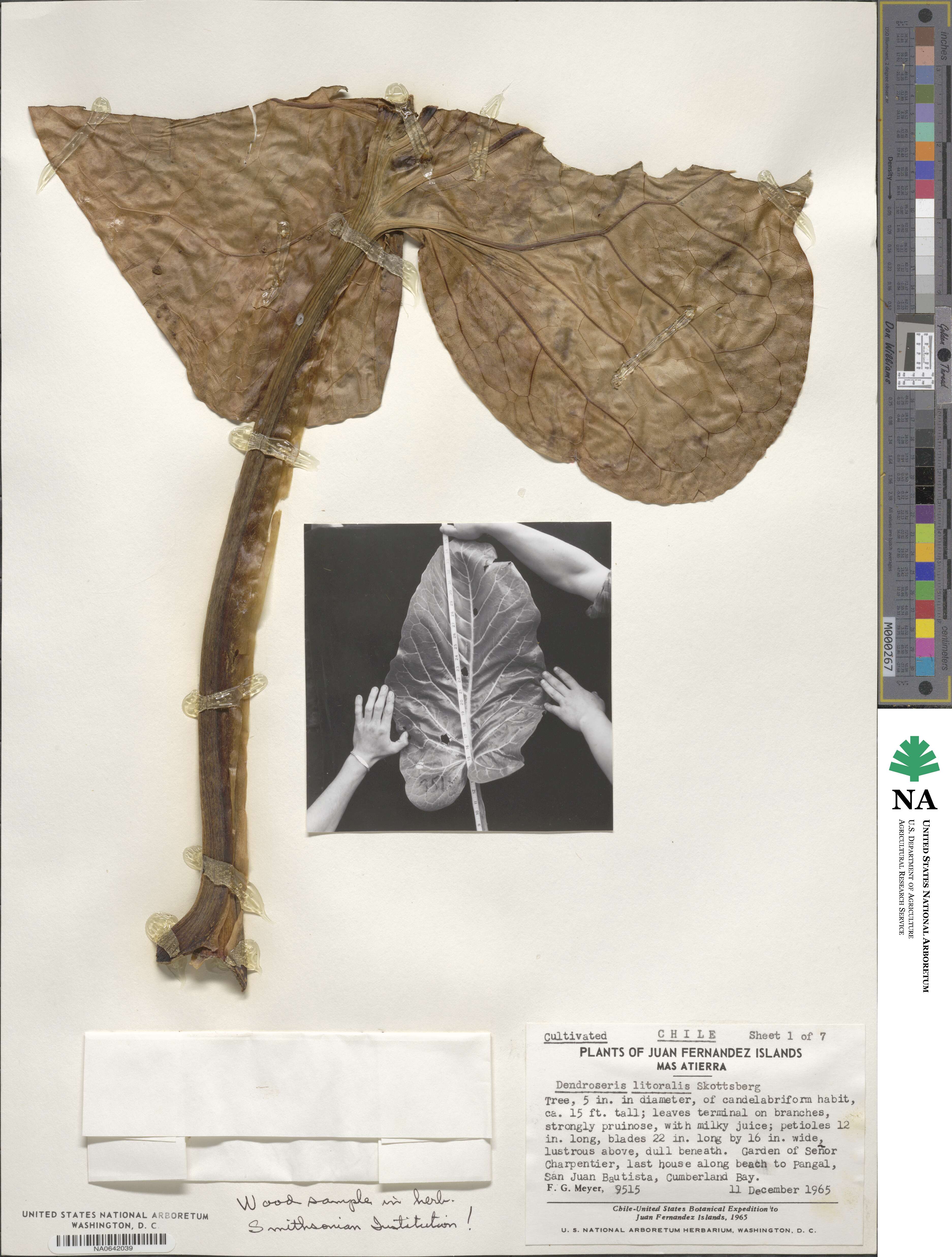 Sonchus brassicifolius image