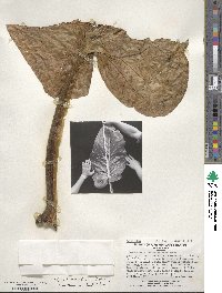 Sonchus brassicifolius image