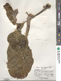 Sonchus brassicifolius image