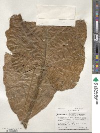 Sonchus brassicifolius image