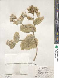 Sonchus brassicifolius image