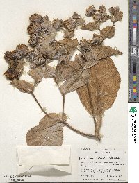 Sonchus brassicifolius image