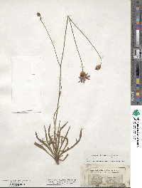 Catananche caerulea image