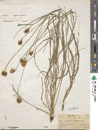 Catananche caerulea image