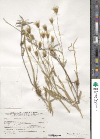 Catananche lutea image