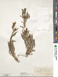 Catananche lutea image