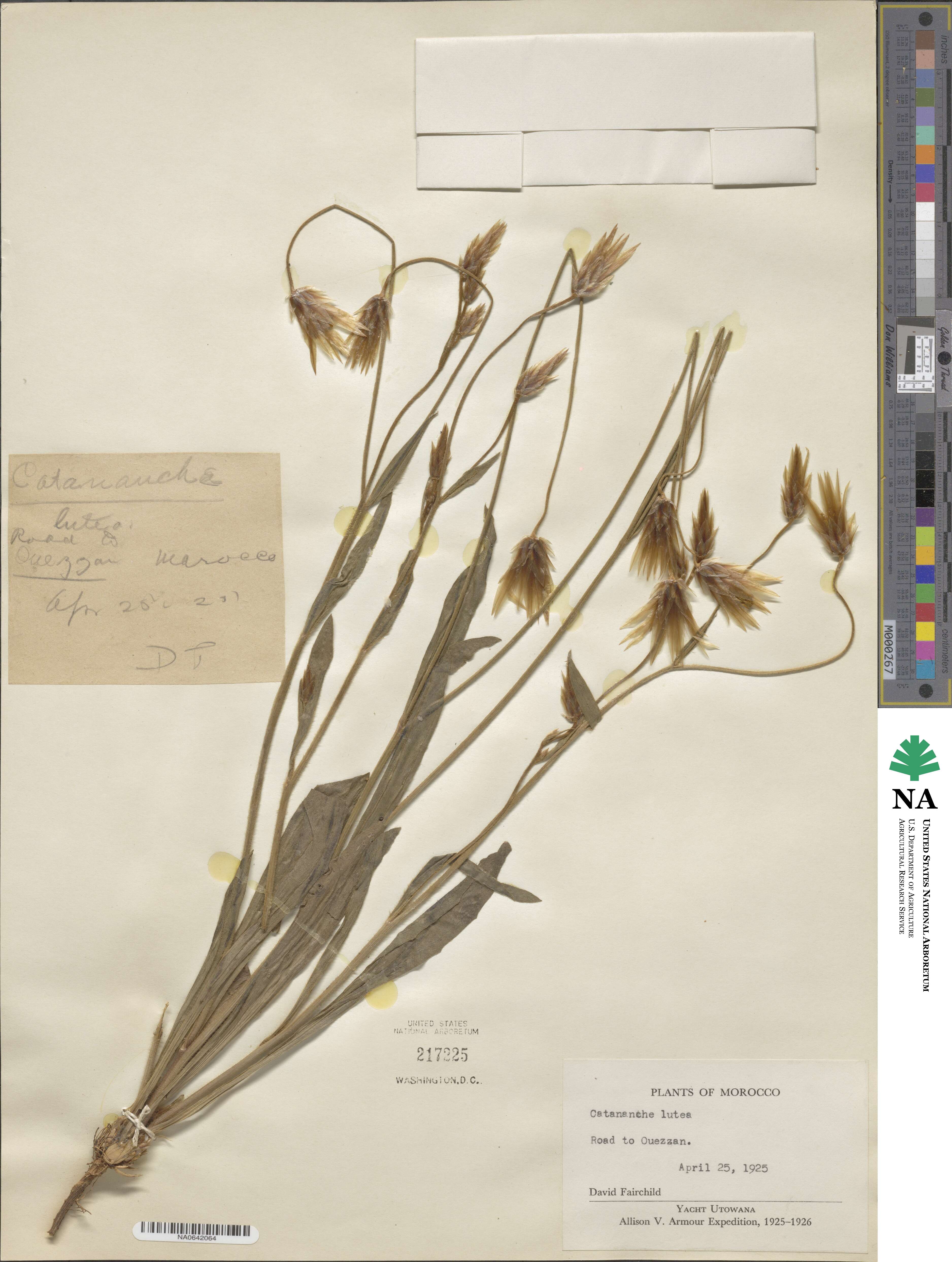 Catananche lutea image