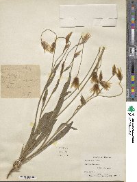 Catananche lutea image