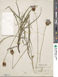 Catananche caerulea image