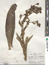 Sonchus phoeniciformis image