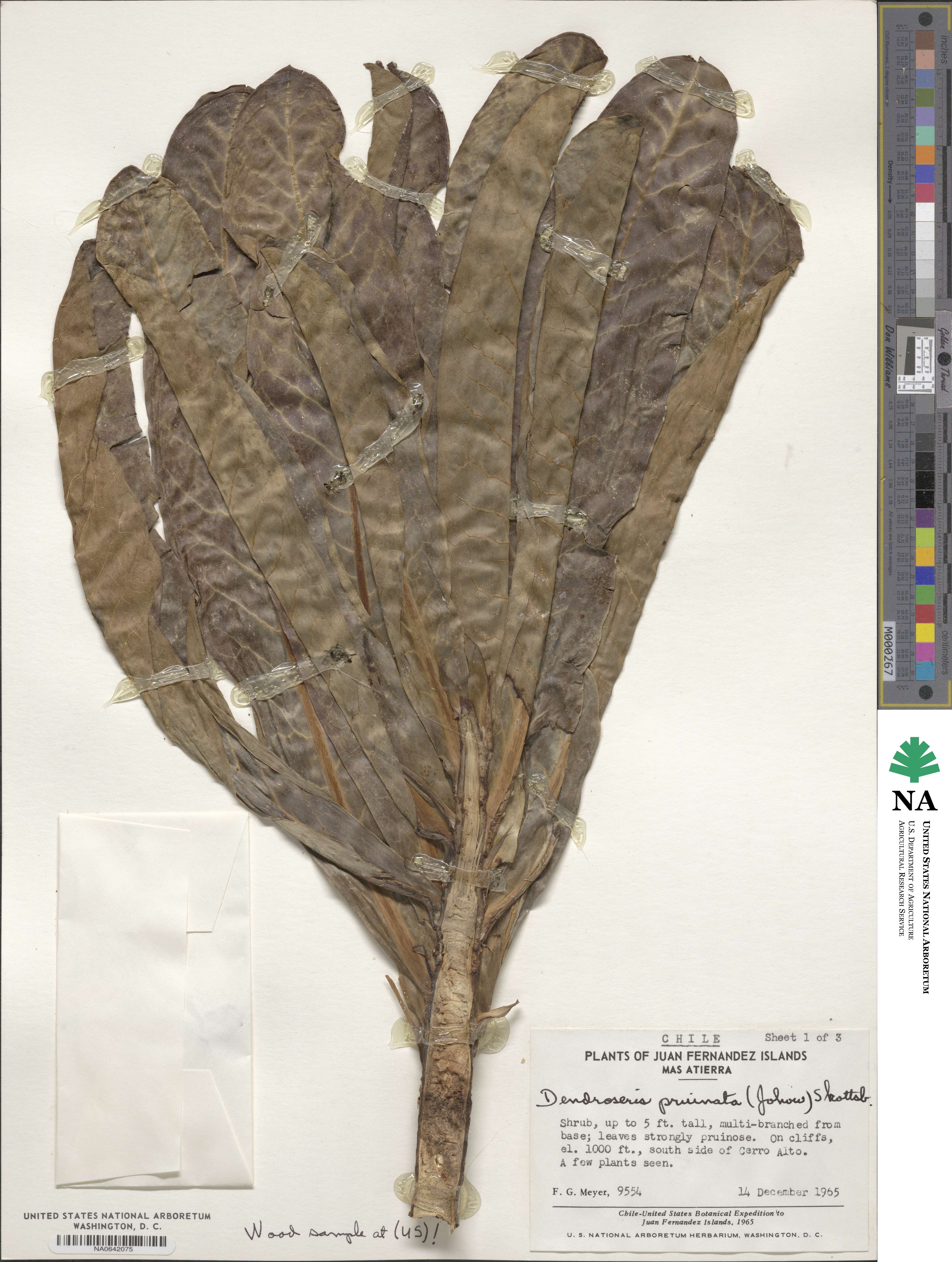 Sonchus phoeniciformis image