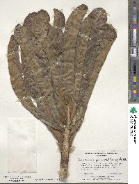 Sonchus phoeniciformis image