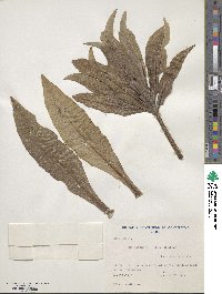 Sonchus pruinatus image